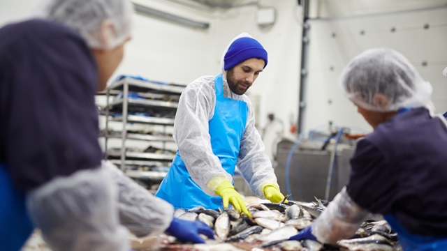 Group of seafood processing staff working with fresh sardines