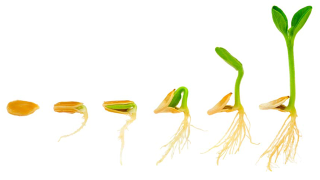 Pulp and Paper 640x360px